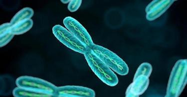 В каких клетках человека находятся хромосомы