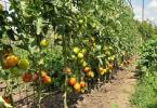 كيفية عمل تعريشات للخيار والطماطم: خيارات لدعم الخضروات أشرطة لميزات تصنيع الطماطم