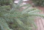 شجرة التنوب السيبيرية (Picea abies v