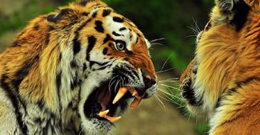 Prečo snívate o tigrovi vo sne?