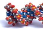 ما هو الحمض النووي - حمض ديوكسي ريبونوكلييك